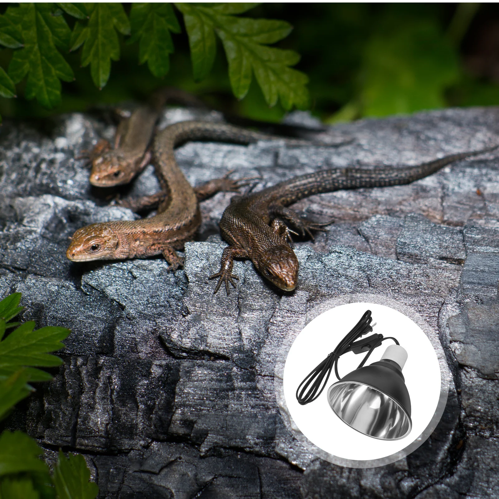 Reptile Heat Lamp Bulb Fixture Dome Lighting For Basking Habitat Turtle Lizard Heat Light Energy Efficient Reptile Bulbs
Reptile Heat Lamp Bulb Fixture Dome Lighting For Basking Habitat Turtle Lizard Heat Light Energy Efficient Reptile Bulbs