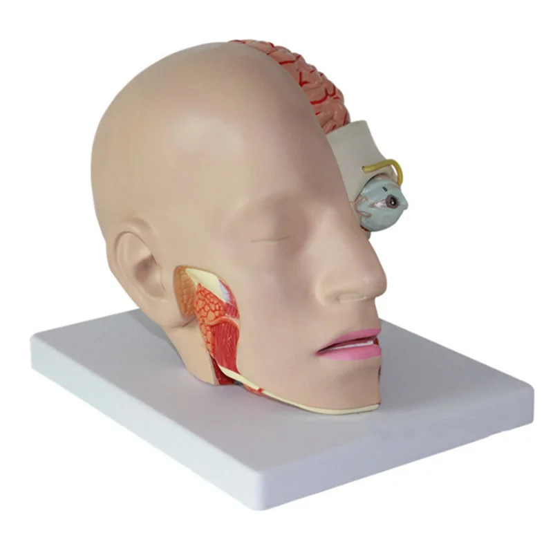 Human Head Anatomy Model Head Brain Cross-Section Anatomy For Science Classroom Education Learning Teaching Display
Human Head Anatomy Model Head Brain Cross-Section Anatomy For Science Classroom Education Learning Teaching Display