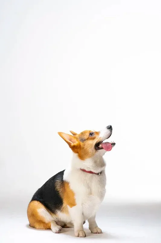 Колеса и шины для радиоуправляемых моделей 1/10, металлические диски с шестигранником 12 мм для радиоуправляемых шоссейных автомобилей 1:10 Tamiya Kyosho TT01 TT02 XV01PTG-2 HSP HPI
Колеса и шины для радиоуправляемых моделей 1/10, металлические диски с шестигранником 12 мм для радиоуправляемых шоссейных автомобилей 1:10 Tamiya Kyosho TT01 TT02 XV01PTG-2 HSP HPI