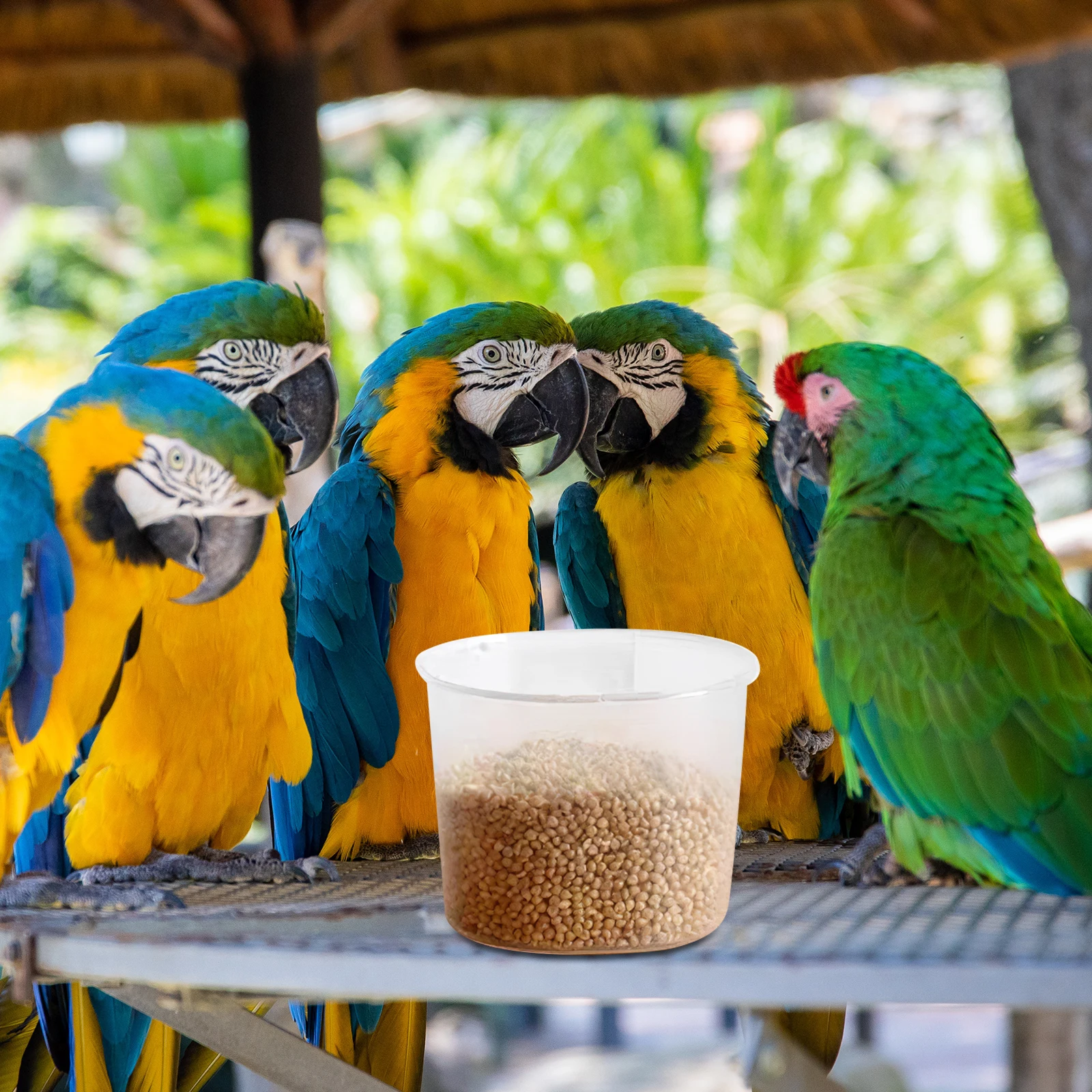 10pcs Bird Food Water Dispenser Transparent Anti Spill Cup Durable Cage Accessories Suitable for Parrots Pigeons Cockatiels 
10pcs Bird Food Water Dispenser Transparent Anti Spill Cup Durable Cage Accessories Suitable for Parrots Pigeons Cockatiels