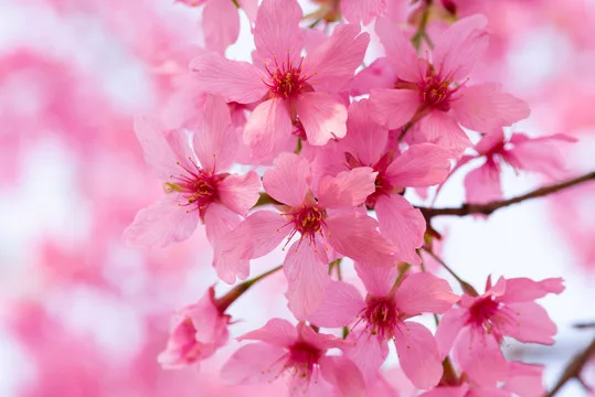 4Pcs RC 1:10 Drift Car Plastic Wheel Rim &Tyre tires For HSP 94123/94103/D4/D3 Offsrt 3/6/9mm
4Pcs RC 1:10 Drift Car Plastic Wheel Rim &Tyre tires For HSP 94123/94103/D4/D3 Offsrt 3/6/9mm