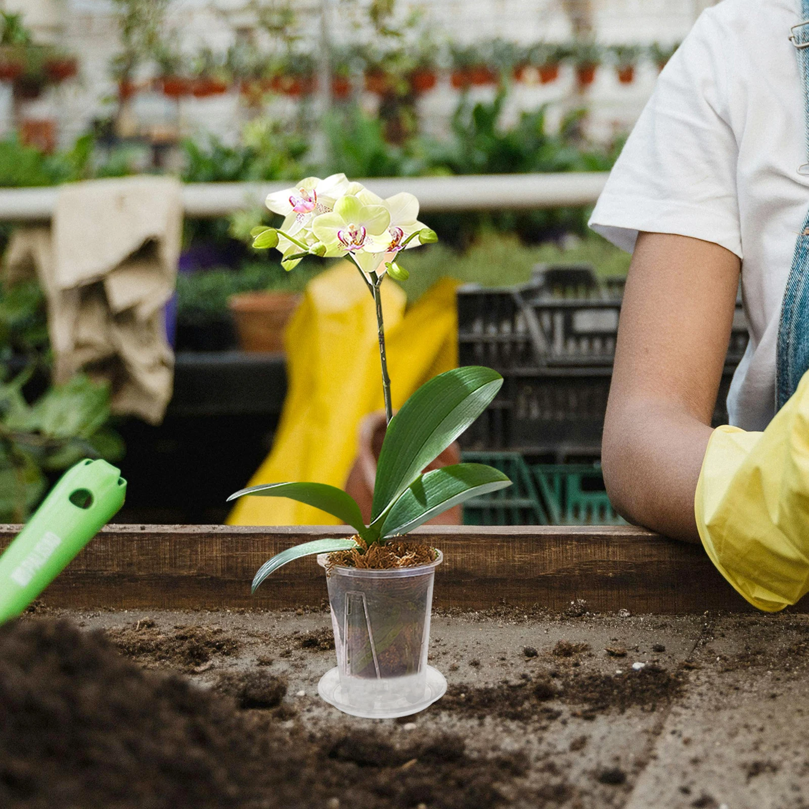 4 Sets Orchid Pot Drainage Holes Flower Plant Container with Trays Clear Plastic Pots
4 Sets Orchid Pot Drainage Holes Flower Plant Container with Trays Clear Plastic Pots
