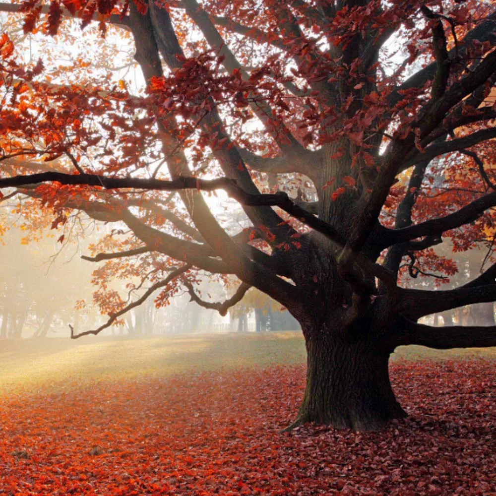 NEEBRC 3542 Brushless Motor 1000KV 1250KV 1450KV Outrunner 2-4S 80A V2 ESC Combo for RC Multicopter Fixed-wing Drone Airplane
NEEBRC 3542 Brushless Motor 1000KV 1250KV 1450KV Outrunner 2-4S 80A V2 ESC Combo for RC Multicopter Fixed-wing Drone Airplane