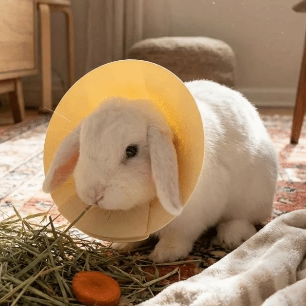 Anti-Bite Pet Elizabethan Collar Soft Adjustable Protective Collar Colorful Anti Scratch Elizabethan Collar Hair Loss Prevention
Anti-Bite Pet Elizabethan Collar Soft Adjustable Protective Collar Colorful Anti Scratch Elizabethan Collar Hair Loss Prevention