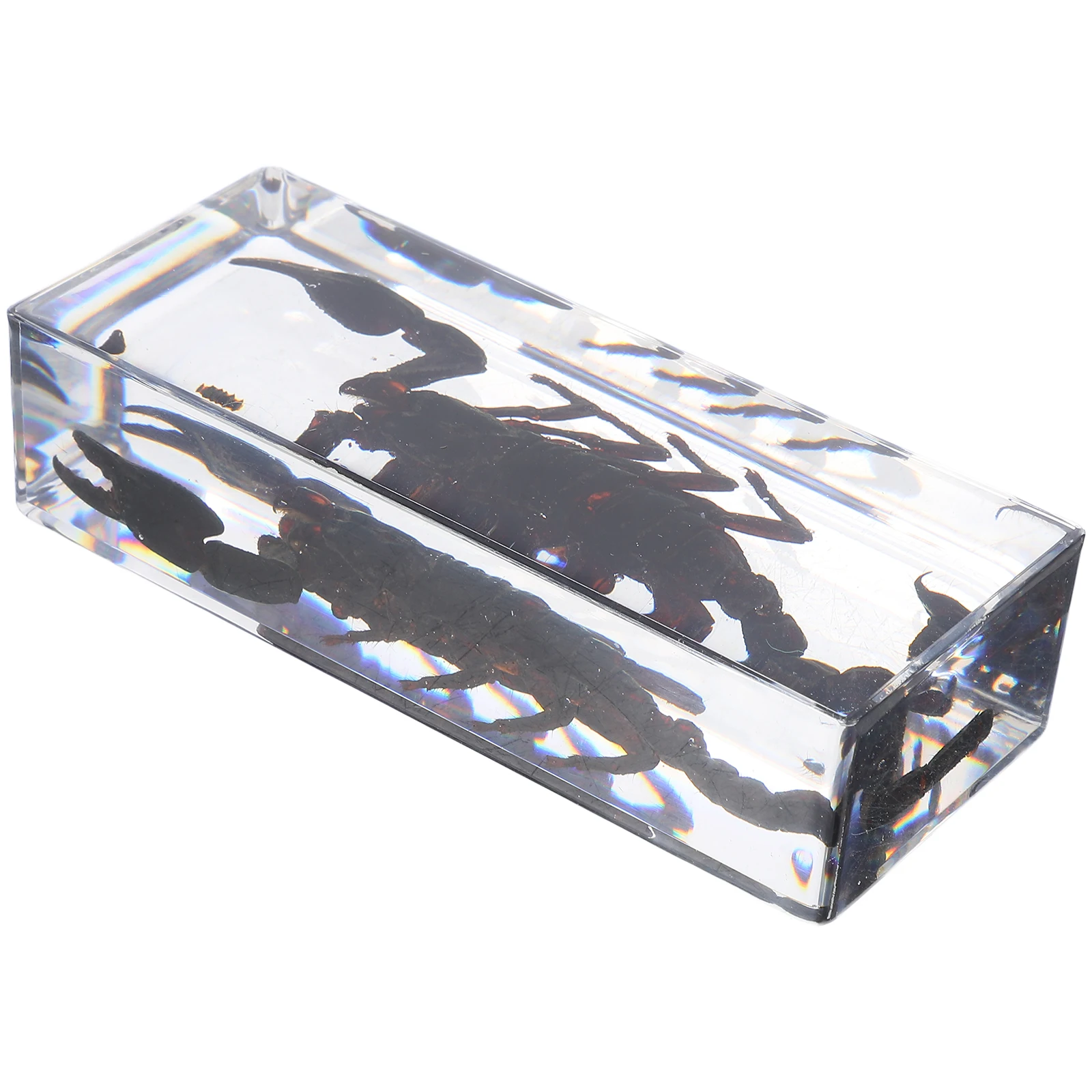 Scorpion Insect Specimens Resin Preserved Display Paperweight Home Office Science Education Specimens Science Education Bugs
Scorpion Insect Specimens Resin Preserved Display Paperweight Home Office Science Education Specimens Science Education Bugs