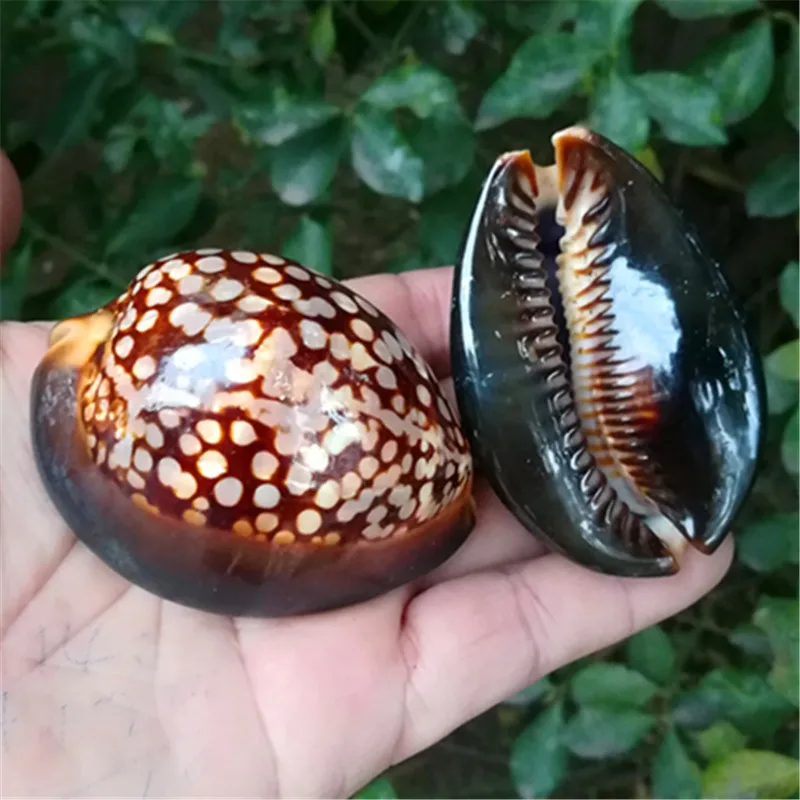 Natural Rare Sea Snail Mauritia Mauritiana Shell Specimen Snail Fish Tank, Landscaping Home Decoration Collection
Natural Rare Sea Snail Mauritia Mauritiana Shell Specimen Snail Fish Tank, Landscaping Home Decoration Collection