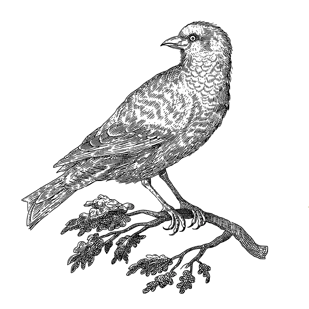 AZSG Unique Eagle Rubber Clear Stamps For DIY Scrapbooking Decorative Card Making Crafts Fun Decoration Supplies
AZSG Unique Eagle Rubber Clear Stamps For DIY Scrapbooking Decorative Card Making Crafts Fun Decoration Supplies