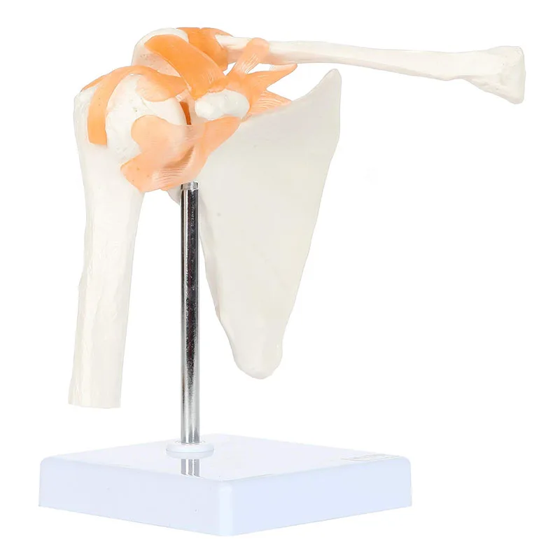 Medical Shoulder Anatomy Model with Functional Ligaments Life Size Human Anatomy Joint Bone Functional Medical Model
Medical Shoulder Anatomy Model with Functional Ligaments Life Size Human Anatomy Joint Bone Functional Medical Model