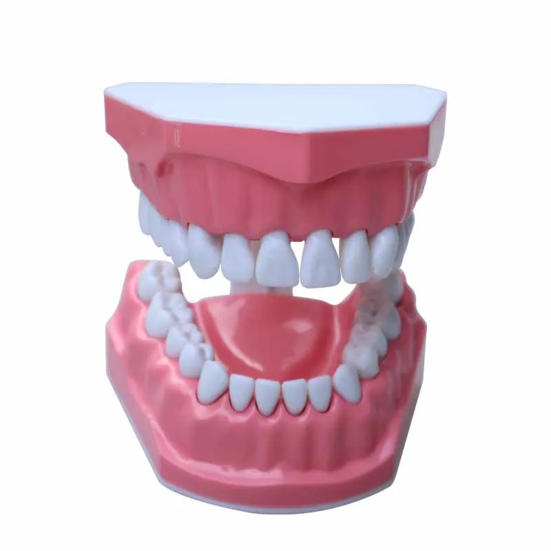 Interdental display model dental floss practice brushing model practice model teaching aids kindergarten brushing teaching model
Interdental display model dental floss practice brushing model practice model teaching aids kindergarten brushing teaching model
