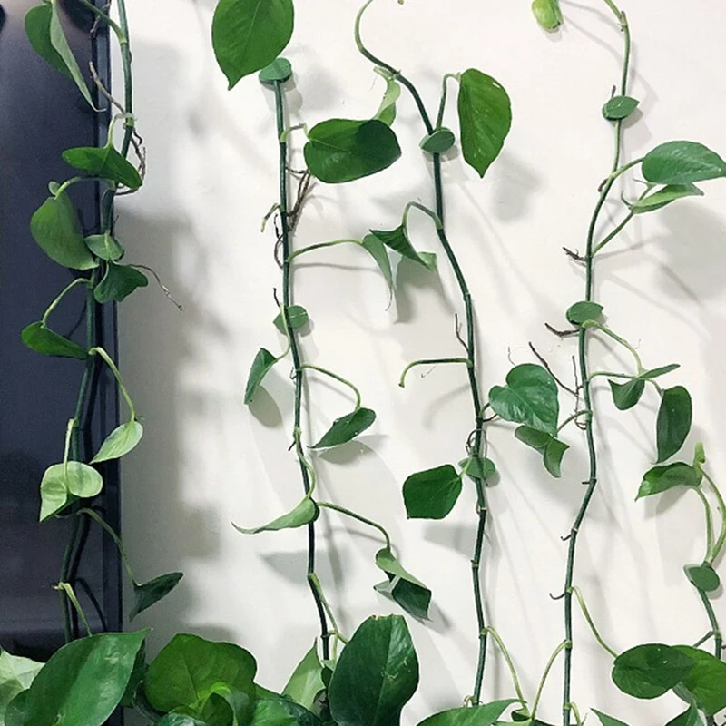 HLZS-Plant Climbing Wall Fixtures Leaf Type Fixtures Vine Clamps Quick Pull Molding
HLZS-Plant Climbing Wall Fixtures Leaf Type Fixtures Vine Clamps Quick Pull Molding