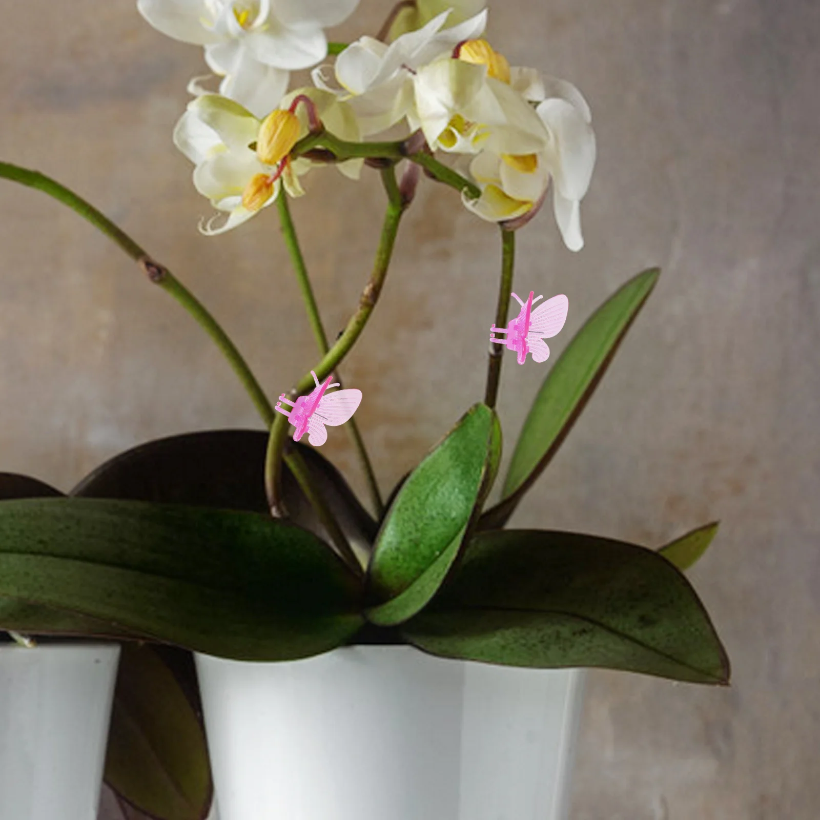 50Pcs Butterfly Orchid Support Clips Plastic Plant Clips for Climbing Plants Garden Flower Vine Stem Secure Flower Plant Clamps
50Pcs Butterfly Orchid Support Clips Plastic Plant Clips for Climbing Plants Garden Flower Vine Stem Secure Flower Plant Clamps