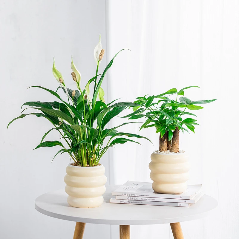 Plastic Flower Pot Thickened Resin Round Three-dimensional Tabletop Flower Pot For Home Decoration
Plastic Flower Pot Thickened Resin Round Three-dimensional Tabletop Flower Pot For Home Decoration