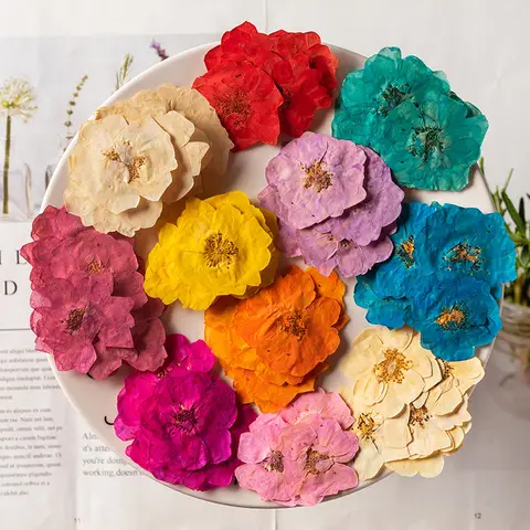 12PCS/Pack White Rose Pressed Dried Flowers for Resin Jewelry Making Material 3.5-5.5cm Dried Natural Flowers Home Decorations