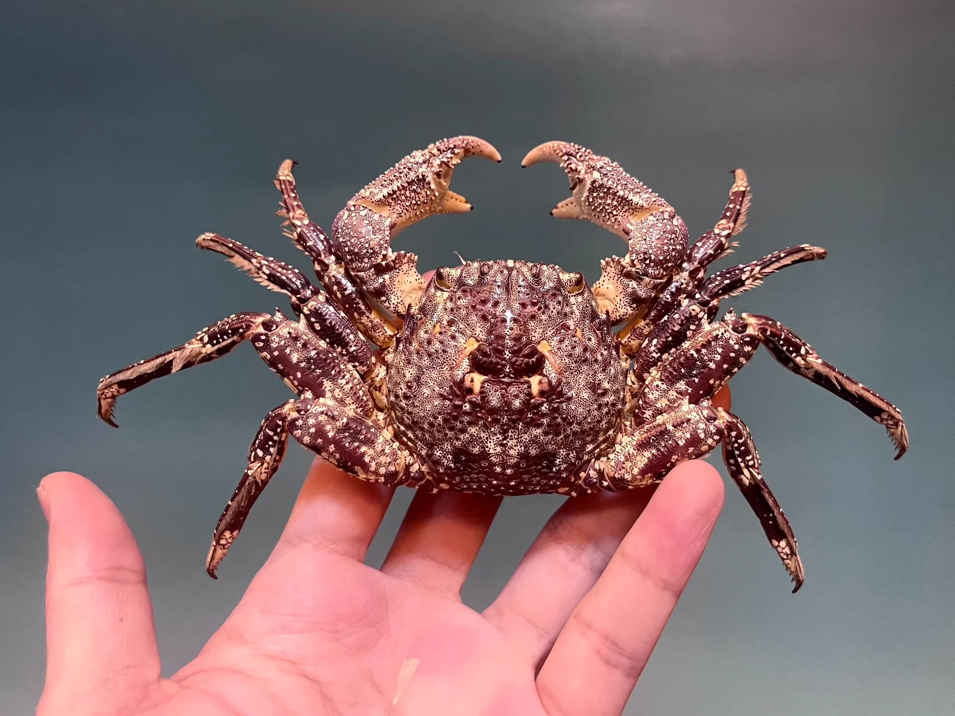 Square Crab, Real Crab Specimen, Handmade Craft, Marine Life Collector, Alien Crab, Natural Home, Office Desk Decoration
Square Crab, Real Crab Specimen, Handmade Craft, Marine Life Collector, Alien Crab, Natural Home, Office Desk Decoration