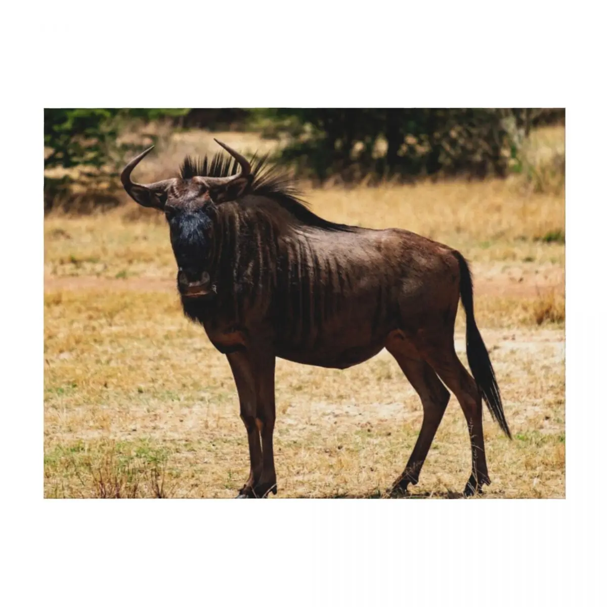 Blue Wildebeest Throw Blanket For Sofa Thin Kid'S Soft Camping Blankets
Blue Wildebeest Throw Blanket For Sofa Thin Kid'S Soft Camping Blankets