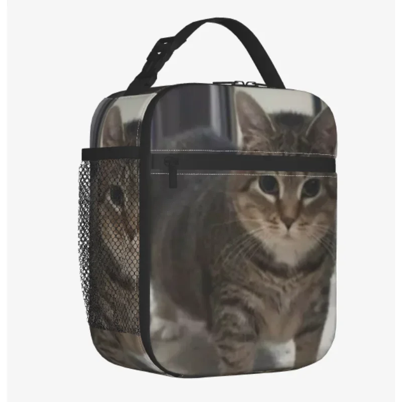 OIIA Cat Meme Bag Insulated Lunch Bags Pet Thermal Cooler Food Lunch Box Work School Travel
OIIA Cat Meme Bag Insulated Lunch Bags Pet Thermal Cooler Food Lunch Box Work School Travel