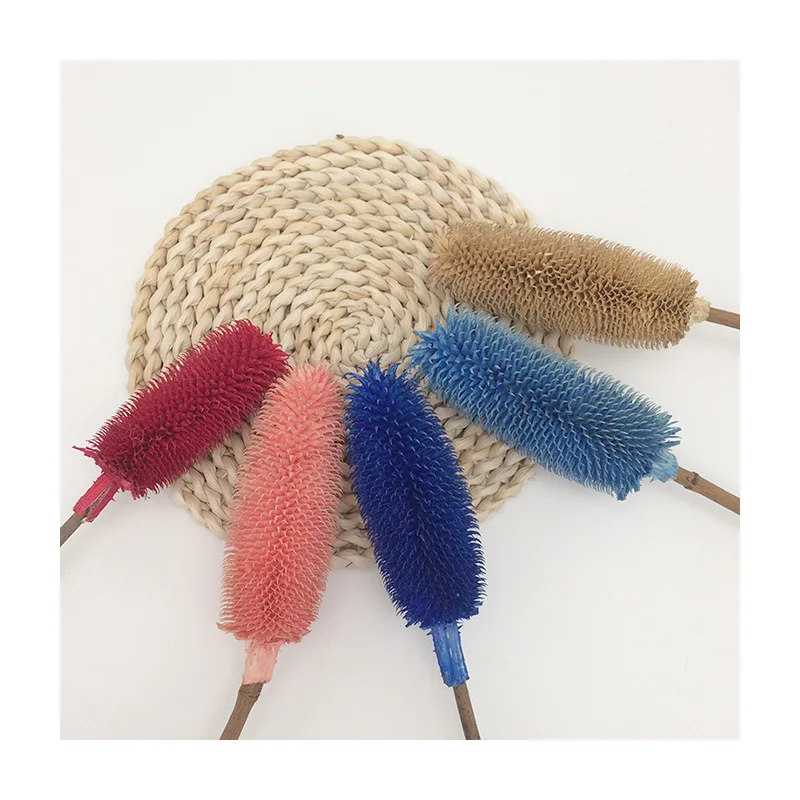 2Pcs/Lot Dipsacus Sativus Dried Flowers About 15cm Long Natural Bouquet Colorful Home Decor Real Flower Planting Factory Direct 
2Pcs/Lot Dipsacus Sativus Dried Flowers About 15cm Long Natural Bouquet Colorful Home Decor Real Flower Planting Factory Direct