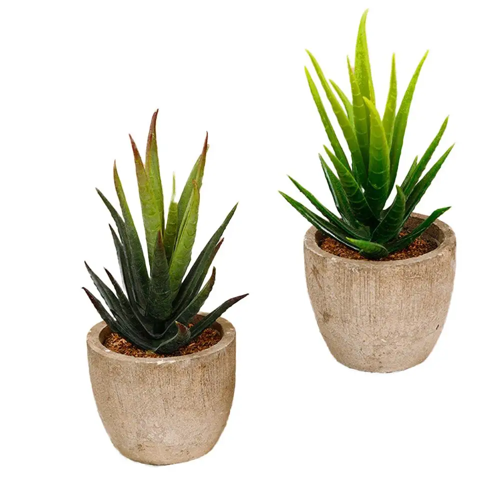 Succulent Simulation Potted Plant Artificial Succulents Decorative Fake Plants for Home Office Desktop Eco Friendly
Succulent Simulation Potted Plant Artificial Succulents Decorative Fake Plants for Home Office Desktop Eco Friendly
