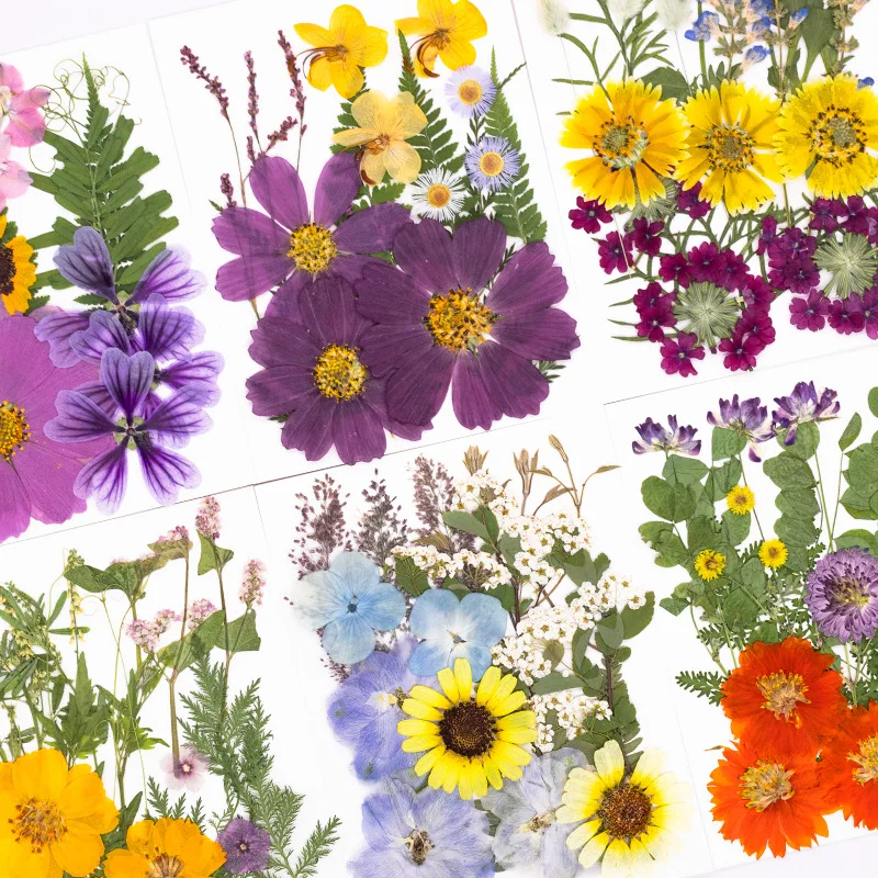 Children's Plant Specimen Embossing Creative Craft Materials Face Decoration DIY Dried Flower Materials Embossing Material Kit
Children's Plant Specimen Embossing Creative Craft Materials Face Decoration DIY Dried Flower Materials Embossing Material Kit