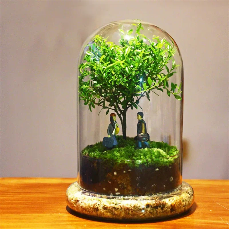 Creative Glass Cover Dome Glass Bottles Succulent Glass Vase Micro Succulent Moss Landscape Glass Terrarium Home Decoration
Creative Glass Cover Dome Glass Bottles Succulent Glass Vase Micro Succulent Moss Landscape Glass Terrarium Home Decoration