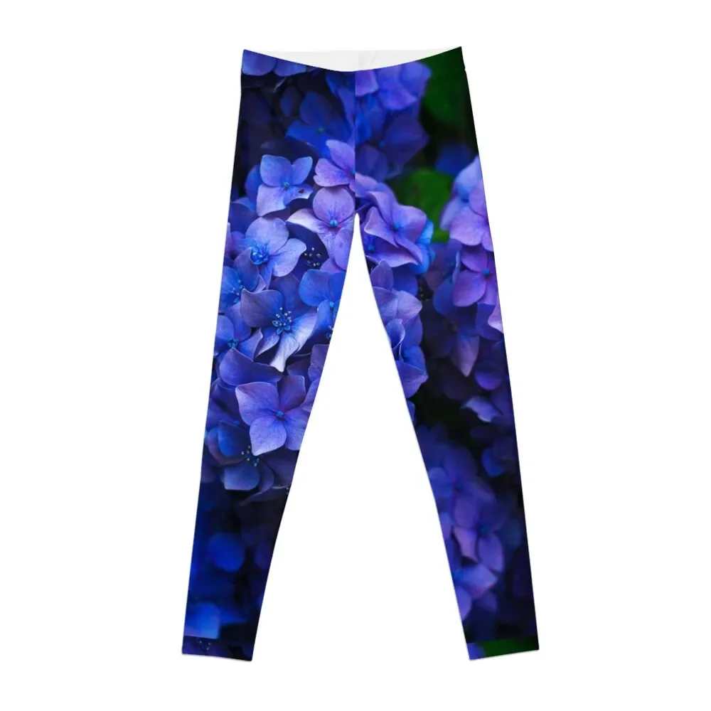Purple Hydrangea Flower Blossoms Leggings sports for push up Women's gym Womens Leggings
Purple Hydrangea Flower Blossoms Leggings sports for push up Women's gym Womens Leggings