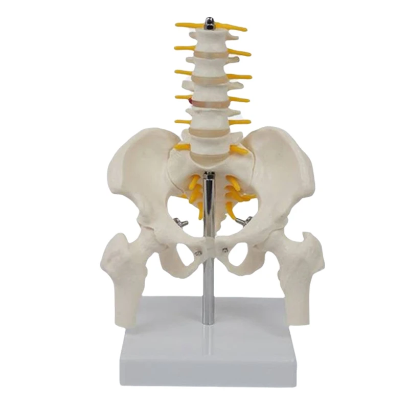 Human Lumbar Vertebra Model Female Pelvis Model Hip Female Anatomy Model Bone Pelvic Anatomical Models 1/2 Life Size
Human Lumbar Vertebra Model Female Pelvis Model Hip Female Anatomy Model Bone Pelvic Anatomical Models 1/2 Life Size