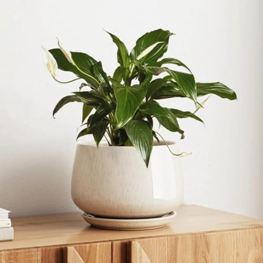 Ceramic Planter, Plant Pot with Drainage Hole and Saucer Durable Indoor Planter for Modern Home Decor
Ceramic Planter, Plant Pot with Drainage Hole and Saucer Durable Indoor Planter for Modern Home Decor