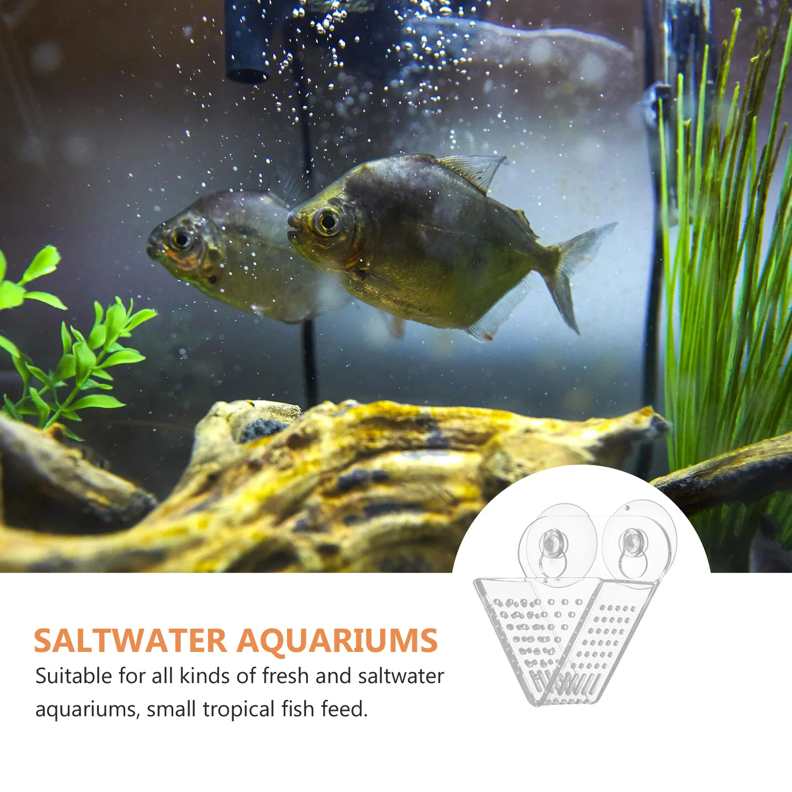 Acrylic Aquarium Feeder Fish Food Holder Bait Container Terrarium Tool Shrimp Worm Cup Multi Purpose Durable Structure
Acrylic Aquarium Feeder Fish Food Holder Bait Container Terrarium Tool Shrimp Worm Cup Multi Purpose Durable Structure