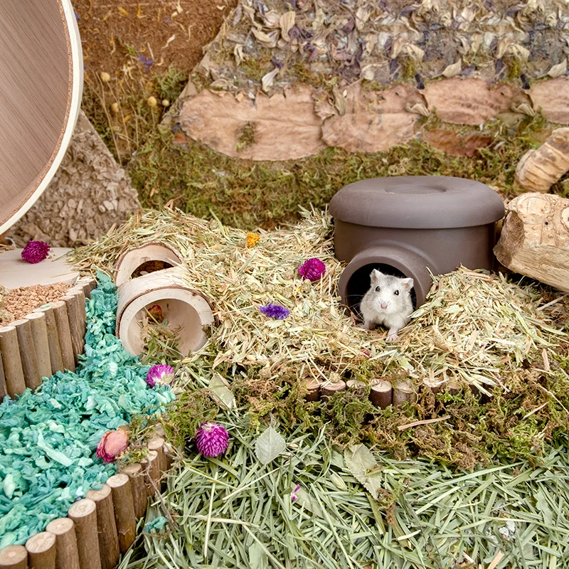 Hamster Accessories Supplies Natural Flowering Grass Hamsters Bedding Tikka Coconut Pellet Deodorizing Wood Chips Cage Aquascape
Hamster Accessories Supplies Natural Flowering Grass Hamsters Bedding Tikka Coconut Pellet Deodorizing Wood Chips Cage Aquascape