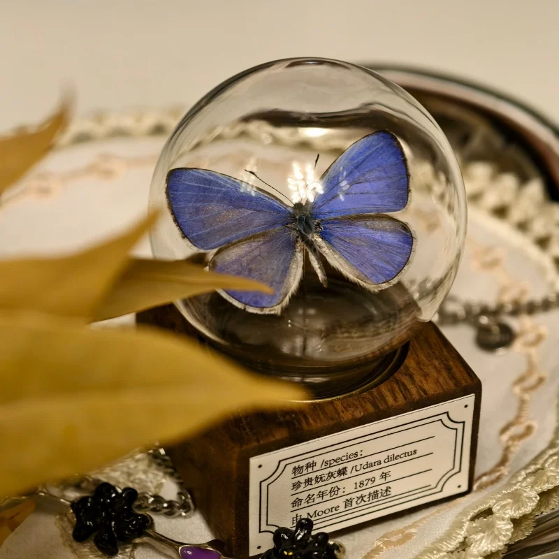 Оригинальная классическая серия, мини-ореховая бабочка, образец стеклянного шара, украшение для рабочего стола ручной работы, креативный орнамент, праздничный подарок
Оригинальная классическая серия, мини-ореховая бабочка, образец стеклянного шара, украшение для рабочего стола ручной работы, креативный орнамент, праздничный подарок