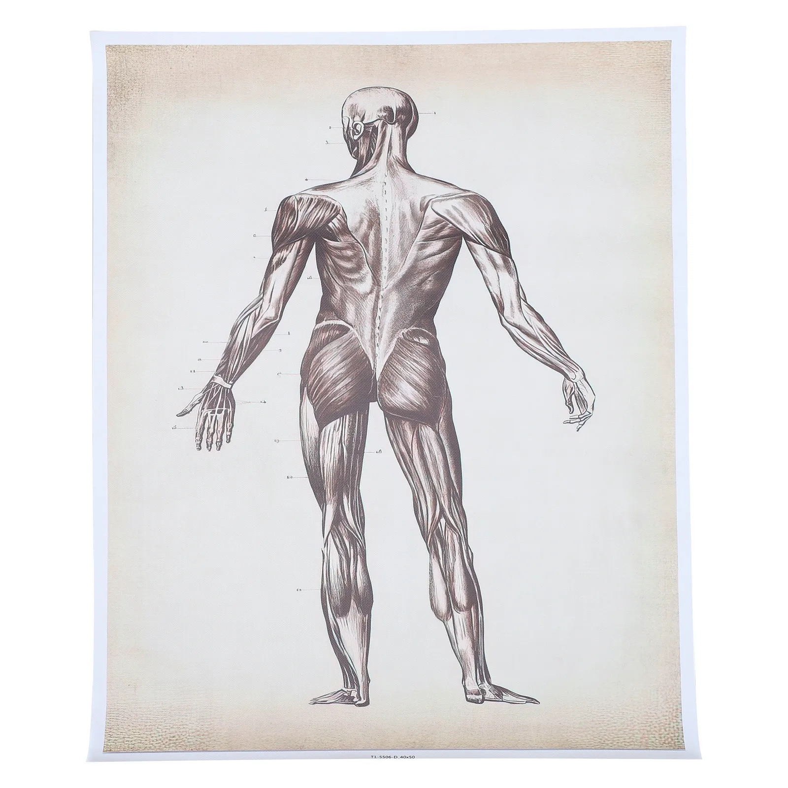 Анатомическая таблица: Схема строения человеческого тела, четкий принт, образовательный настенный плакат для школы, больницы, декоративного использования, плакат о скелетной системе
Анатомическая таблица: Схема строения человеческого тела, четкий принт, образовательный настенный плакат для школы, больницы, декоративного использования, плакат о скелетной системе