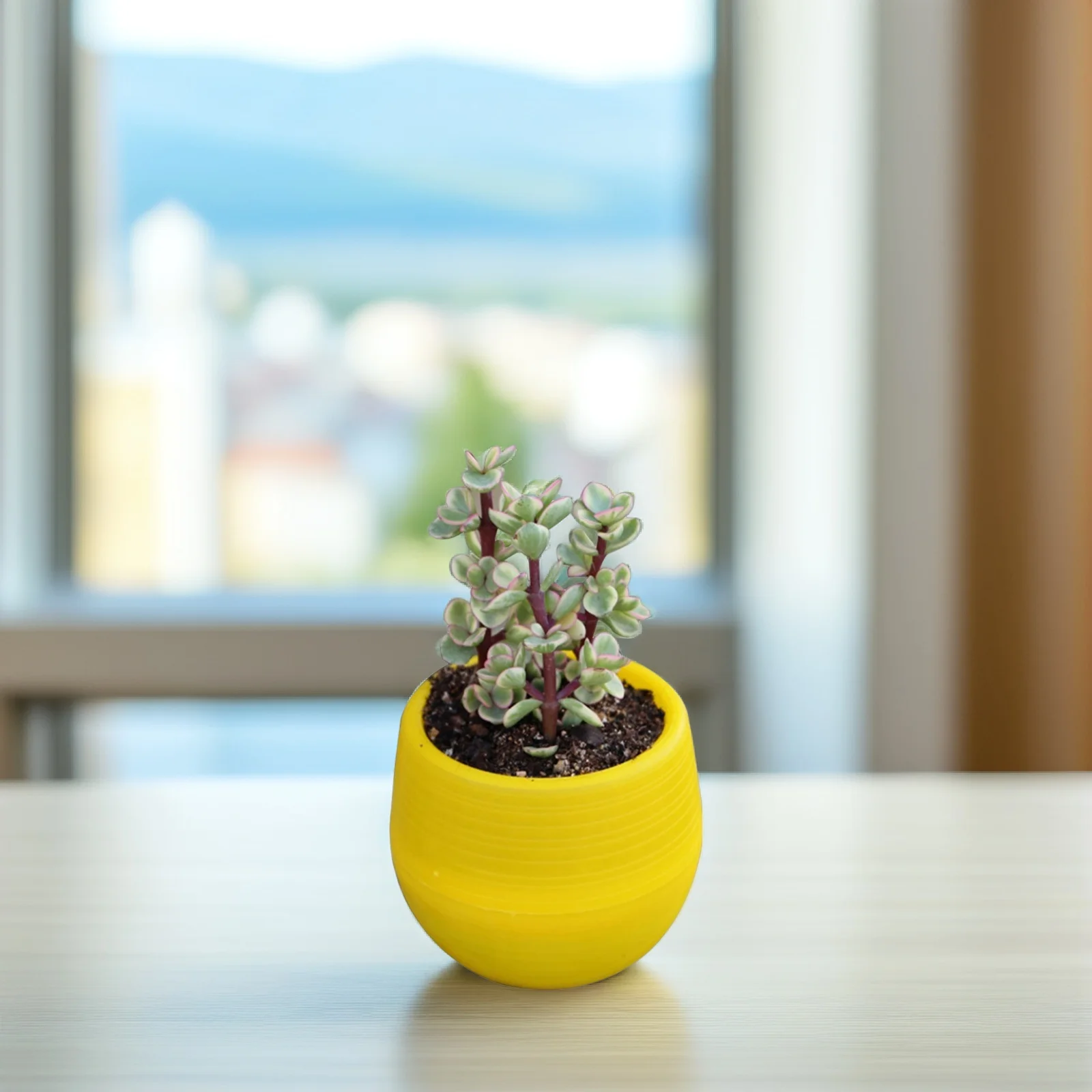 Мини-круглый цветочный горшок из смолы для суккулентов, кактус, однотонный кашпо, домашний офисный декор, подоконник, настольный дисплей, сад
Мини-круглый цветочный горшок из смолы для суккулентов, кактус, однотонный кашпо, домашний офисный декор, подоконник, настольный дисплей, сад