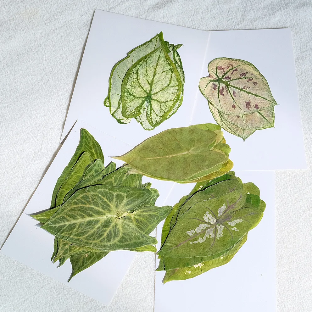 10Pcs Large-Leaf Caladium Plants with Pink Splashes and White Petals, Rare Pressed Plant Specimens for Teaching, DIY Handmade Photo Frames
10Pcs Large-Leaf Caladium Plants with Pink Splashes and White Petals, Rare Pressed Plant Specimens for Teaching, DIY Handmade Photo Frames