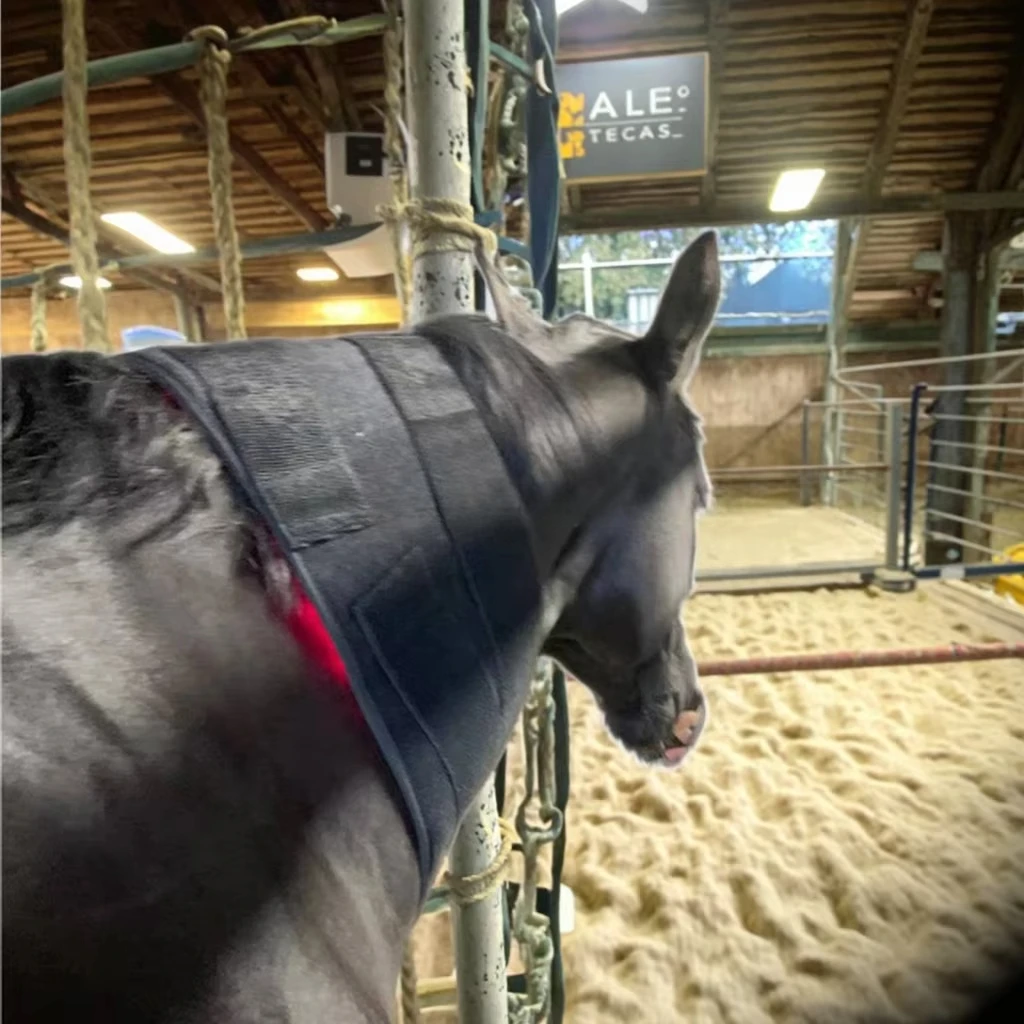 2026 OEM ODM I/nfrared Light Therapy Mat 660nm 850nm Red LED Heating Pad Horse Care Products Blanket for Neck Belly
2026 OEM ODM I/nfrared Light Therapy Mat 660nm 850nm Red LED Heating Pad Horse Care Products Blanket for Neck Belly