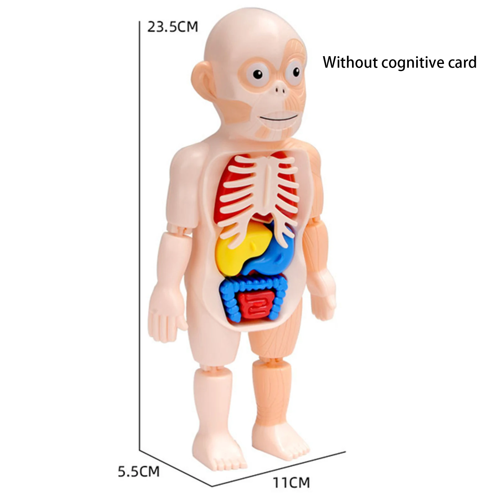 Montessori Toys Children Science Education Human Body Organ Anatomy Model DIY Assembled Medical Toys Teaching Tools Child Kids
Montessori Toys Children Science Education Human Body Organ Anatomy Model DIY Assembled Medical Toys Teaching Tools Child Kids