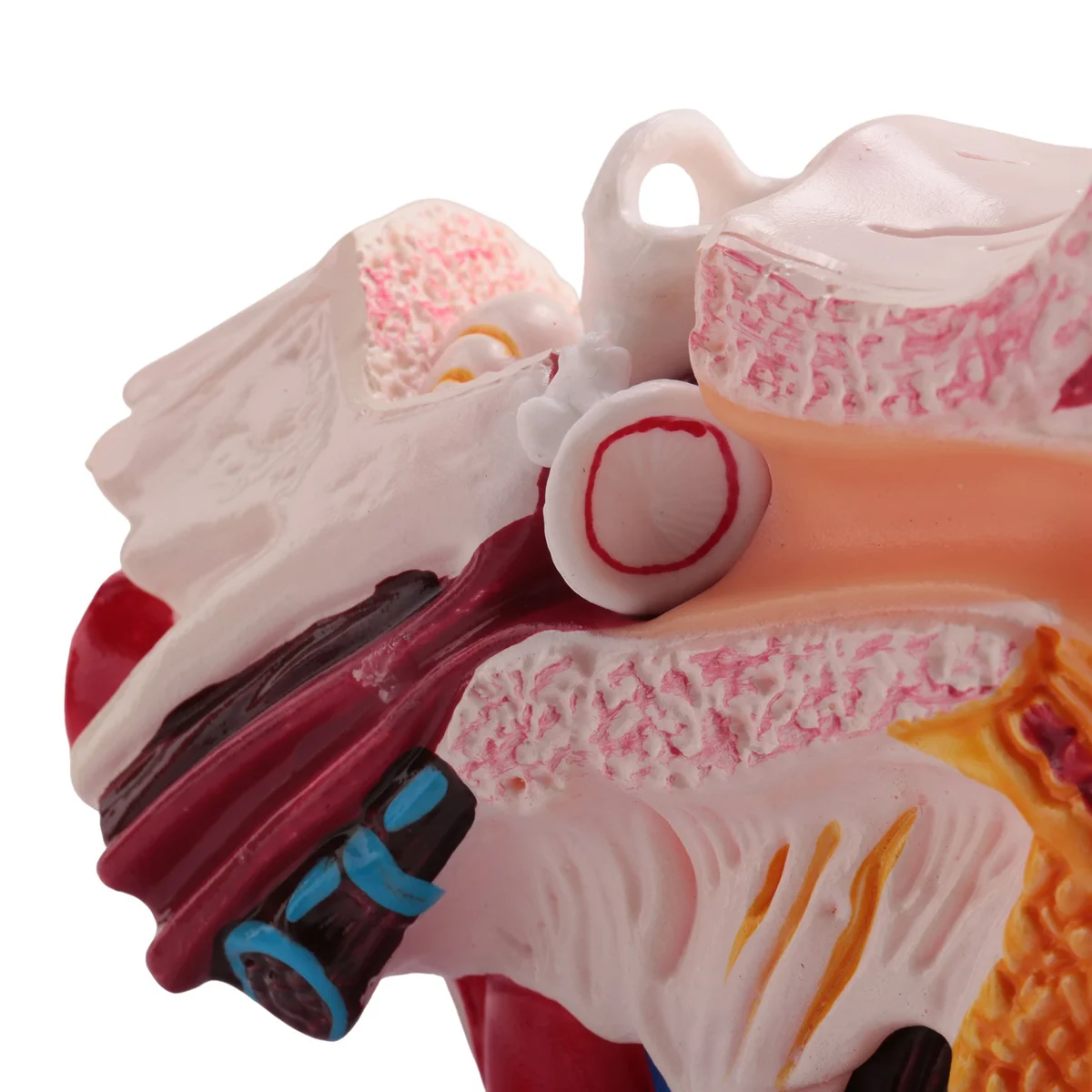 A64E 1.5 Times Human Ear Anatomy Model Showing Organs Structure Of the Central and External Ears Teaching Supplies
A64E 1.5 Times Human Ear Anatomy Model Showing Organs Structure Of the Central and External Ears Teaching Supplies