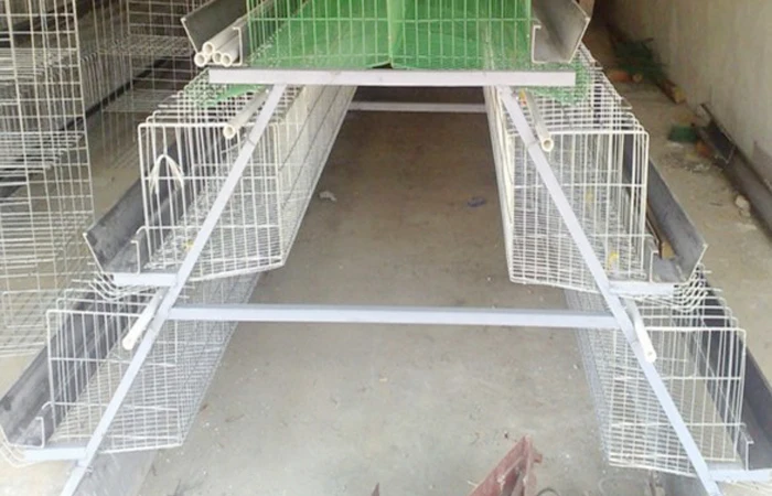 Favorable Price A Type Chicken Cage Wire Mesh Broiler Bird Breeding Cages For Chicken
Favorable Price A Type Chicken Cage Wire Mesh Broiler Bird Breeding Cages For Chicken