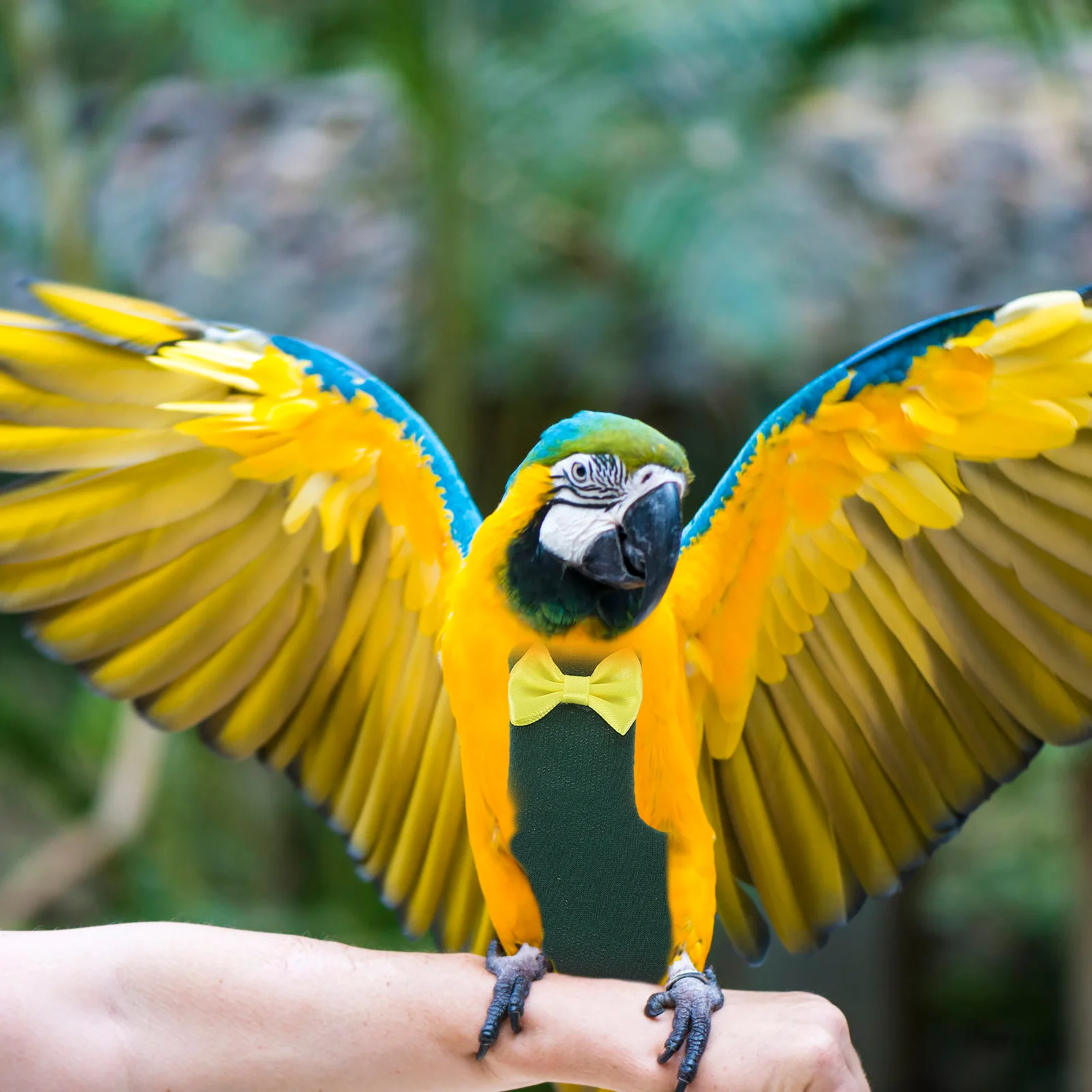 Parrot Diaper Clothes Flight Costume Hammock Flying Apparel Cotton Pet Suit Small Decorative Travel
Parrot Diaper Clothes Flight Costume Hammock Flying Apparel Cotton Pet Suit Small Decorative Travel