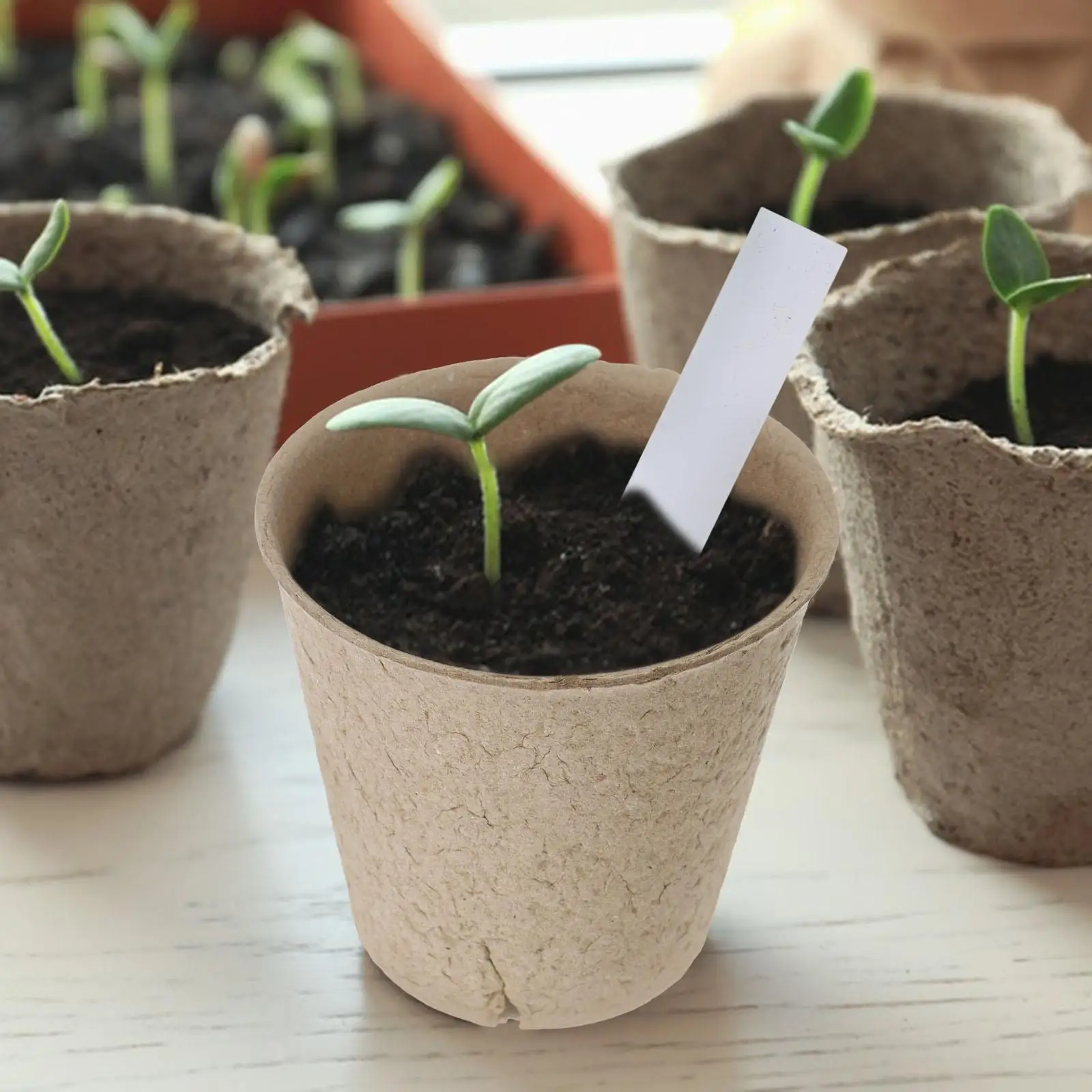 102 Pieces Seedling Pot Set 8x8cm Paper Plant Pots Drainage Holes Reusable Durable Planter Gardening Tools Labels
102 Pieces Seedling Pot Set 8x8cm Paper Plant Pots Drainage Holes Reusable Durable Planter Gardening Tools Labels