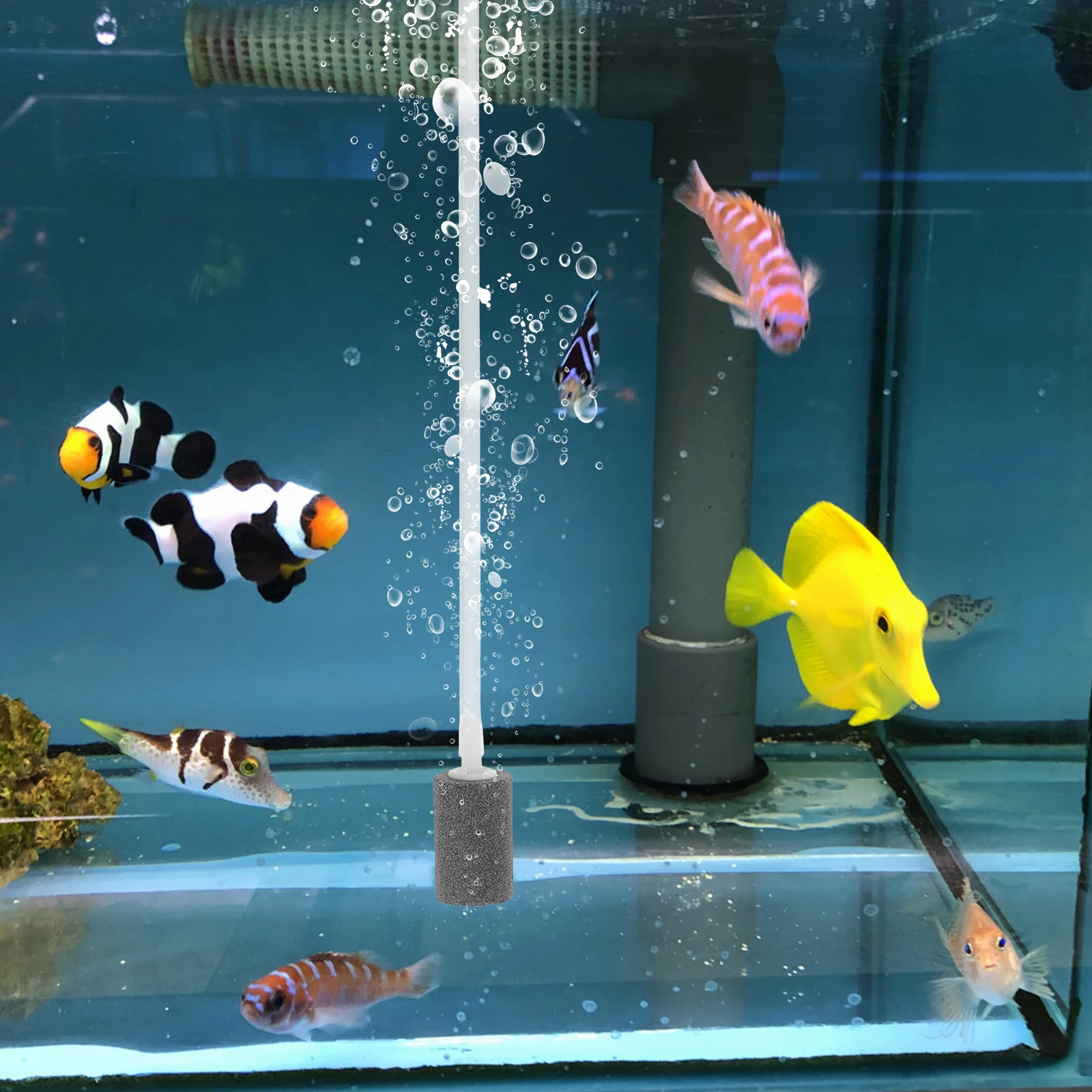 Chargeable Oxygen Pump Aquarium Air Pumps USB Fish Tank Pond Pump Low Noise Oil Free Small Medium Tanks Pet Supplies
Chargeable Oxygen Pump Aquarium Air Pumps USB Fish Tank Pond Pump Low Noise Oil Free Small Medium Tanks Pet Supplies