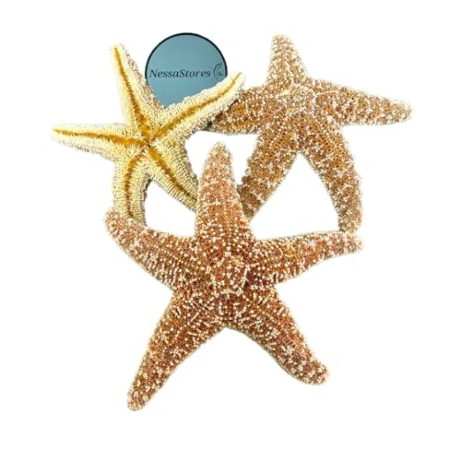 Sugar Starfish Sea Shell Wedding Real Craft 6" - 8" #JC-6 0 s
Sugar Starfish Sea Shell Wedding Real Craft 6" - 8" #JC-6 0 s