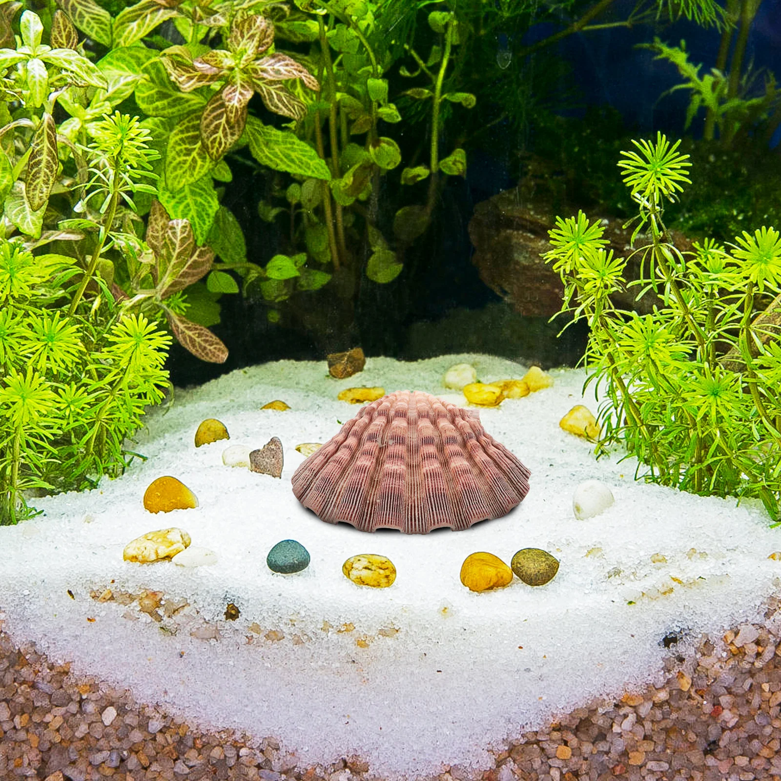 1pcs Large White Scallop Shells Sea Shell Decor For Diy Wall Fish Tank Decoration Natural Beach Seashells Ornaments Home Decor
1pcs Large White Scallop Shells Sea Shell Decor For Diy Wall Fish Tank Decoration Natural Beach Seashells Ornaments Home Decor