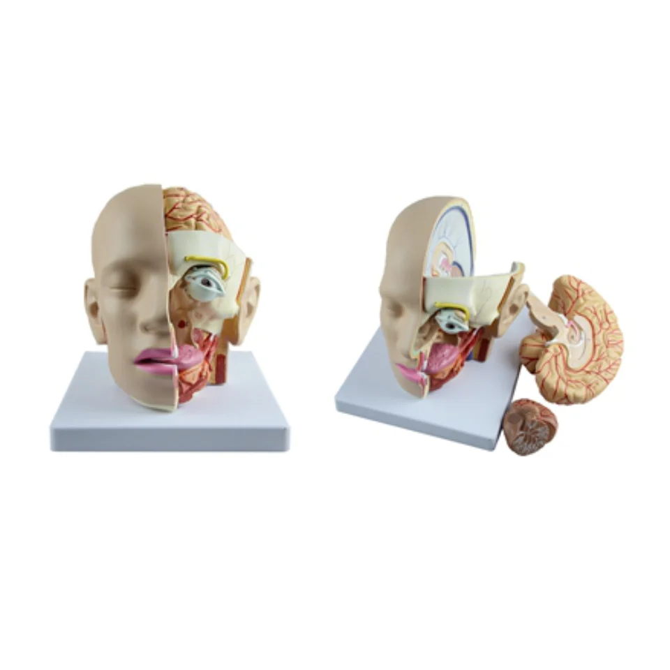 Anatomical Model of Head Medical Science Human Anatomia Simulator Medical Supplies Brain and Artery Teaching Material for Medico
Anatomical Model of Head Medical Science Human Anatomia Simulator Medical Supplies Brain and Artery Teaching Material for Medico