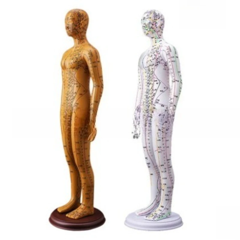 moxibustion acupoints human body model meridian acupoints model map body Twelve copper men of traditional Chinese medicine
moxibustion acupoints human body model meridian acupoints model map body Twelve copper men of traditional Chinese medicine