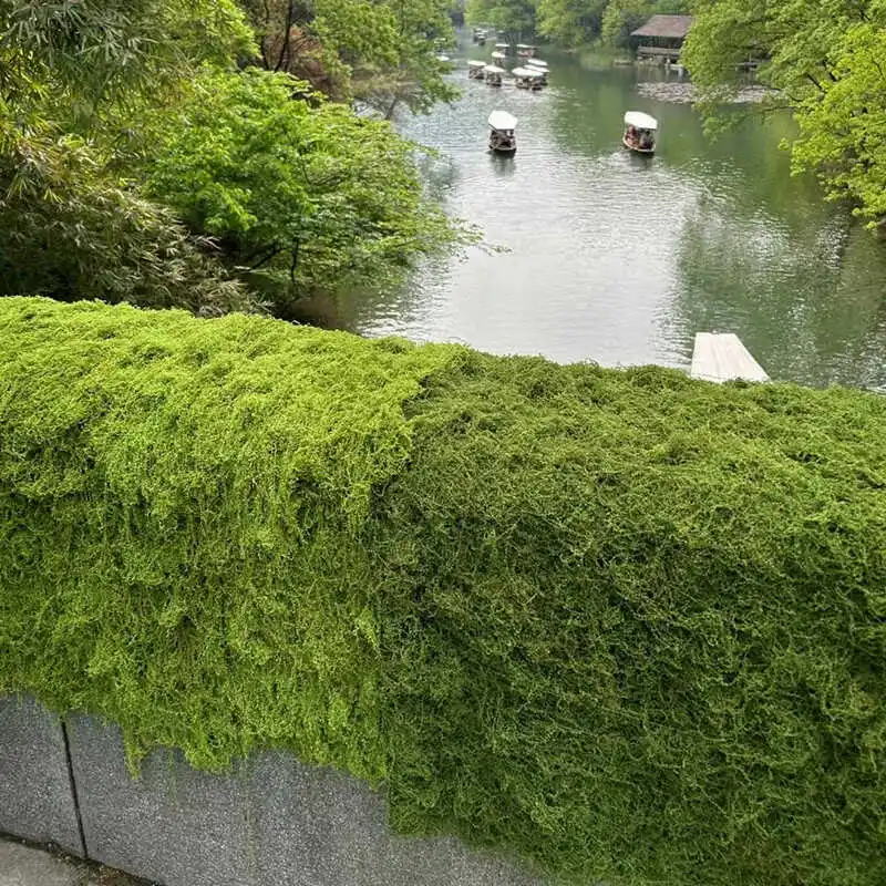 Thickened simulated silk green plant window landscaping micro-landscape decoration floor-to-ceiling flocking turf flat floor
Thickened simulated silk green plant window landscaping micro-landscape decoration floor-to-ceiling flocking turf flat floor
