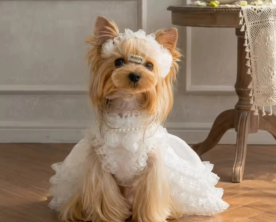 New pet wedding dress, cat and dog lace organza bow retro romantic wedding dress
New pet wedding dress, cat and dog lace organza bow retro romantic wedding dress