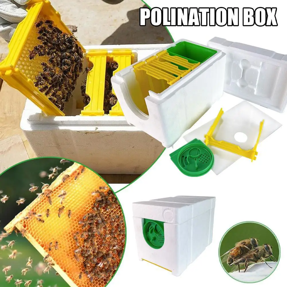 Mini Beehive Queen Bee Rearing Mating Beehive Nuc Box Bees Box Reserve Beekeeping Tools For Beekeeper Supplies
Mini Beehive Queen Bee Rearing Mating Beehive Nuc Box Bees Box Reserve Beekeeping Tools For Beekeeper Supplies