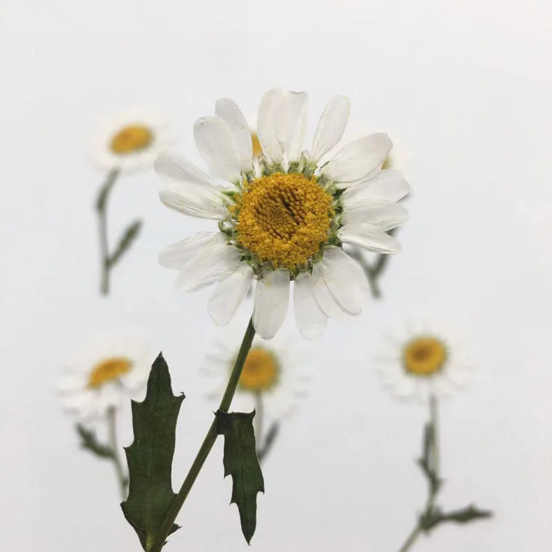 Pressed White Crystal Chrysanthemum Flowers with Stems, Dried Flowers for DIY Resin Phone Cases, Scented Candles, and Plant Pressed Flowers, 100 Pieces
Pressed White Crystal Chrysanthemum Flowers with Stems, Dried Flowers for DIY Resin Phone Cases, Scented Candles, and Plant Pressed Flowers, 100 Pieces