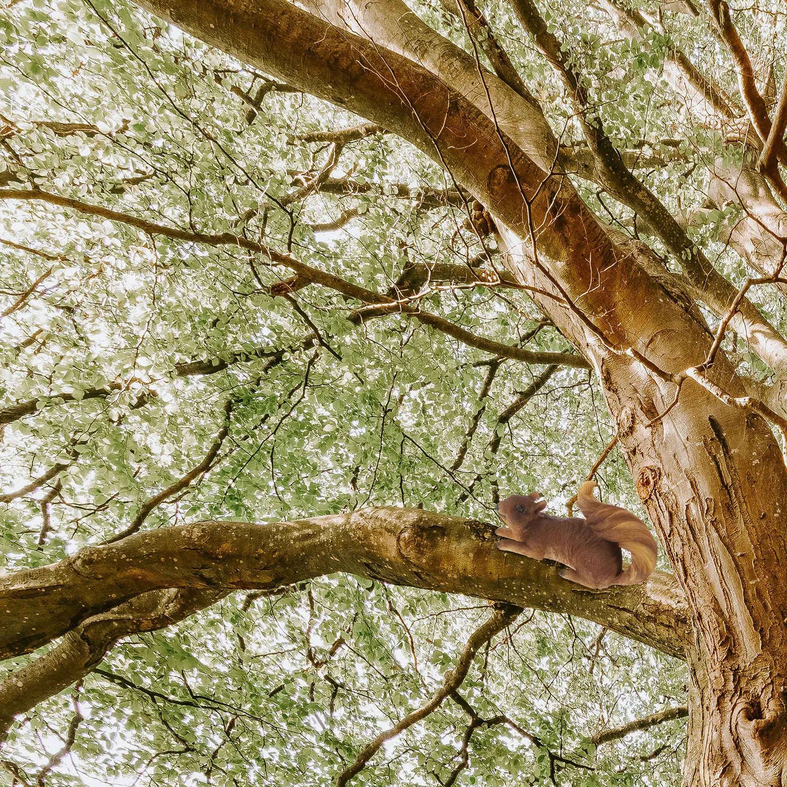 2 шт. Садовые статуэтки белок из смолы, подвесные украшения для улицы, имитация животных, декор для двора, скульптура белки из смолы
2 шт. Садовые статуэтки белок из смолы, подвесные украшения для улицы, имитация животных, декор для двора, скульптура белки из смолы