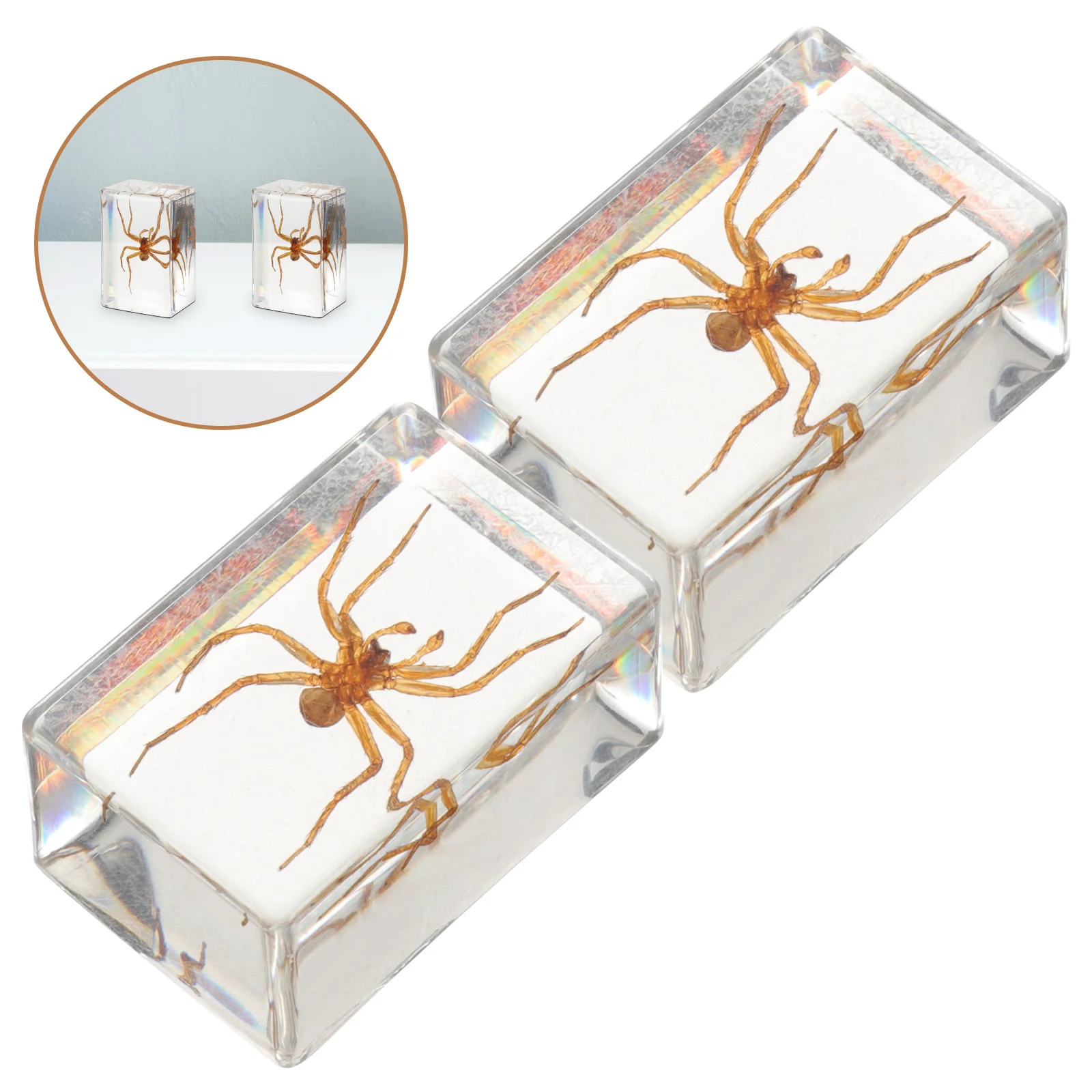 Real Bugs in Resin Ornaments Decoration Insect Specimen Work Desk Indoor Home Spider
Real Bugs in Resin Ornaments Decoration Insect Specimen Work Desk Indoor Home Spider